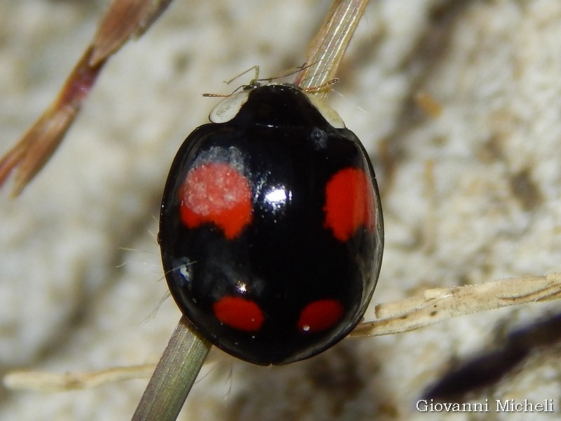 Coccinellidae: Harmonia axyridis